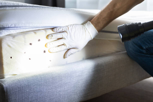 Best Local Pest Control Services  in Weedsport, NY